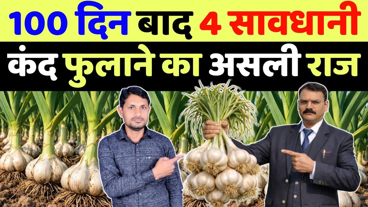 लहसुन मे 100 दिन बाद 4 जरूरी सावधानी कंद बनेगा मोटा तगड़ा चमकदार | lahsun ke kand ko mota kaise kare