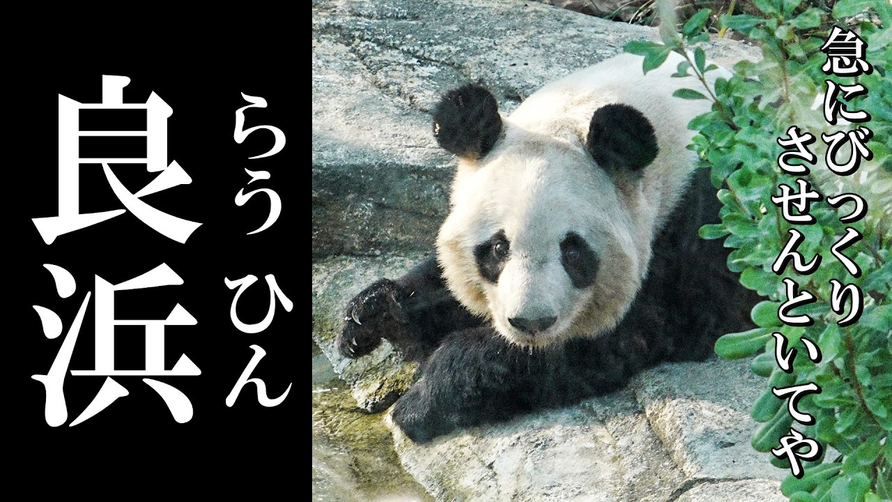 ビックリしてくるんっ♪年齢を感じさせない良浜の高速ターン✨