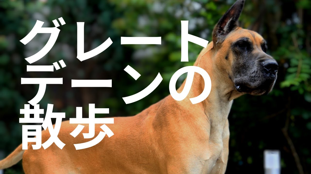 犬の散歩でお困りの方#いぬのさんぽ#グレートデン#いぬのしつけ - YouTube