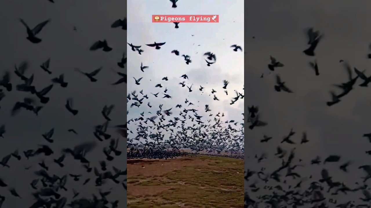 🙈Wings Over Besant Nagar:A Pigeon Paradise"🕊😍 
