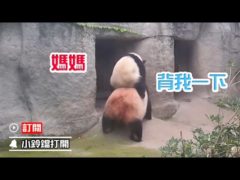 《熊貓早晚安》越挫越勇！熊貓寶寶攀爬“媽媽山” | iPanda熊貓頻道