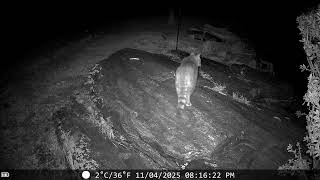 trail cam 11 5 25 on the rock