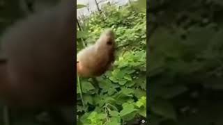 SPIN AGAIN #tiktok #viral #tiktokvideo #shorts #fyp #meme #funny #rat #spin #memes #laugh #rats #lol
