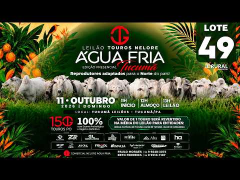 LOTE 49