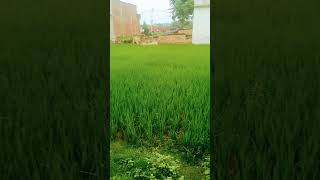 go green #environmentalawareness #bhojpuri #gamtag #villagelife #bhojpuri