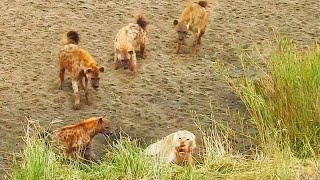 Lion Cornered by Hyenas Calls for Backup