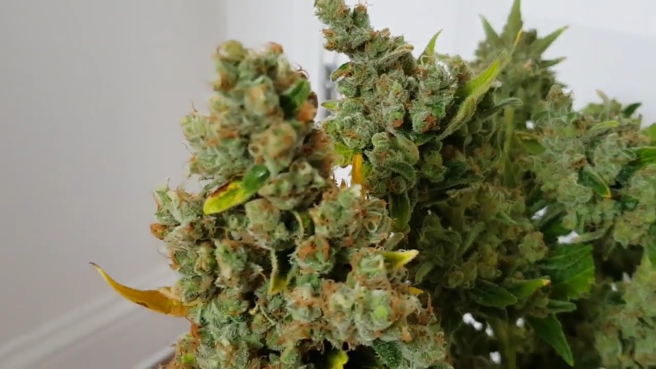 💧⚪ Crystal White by Spliff Seeds