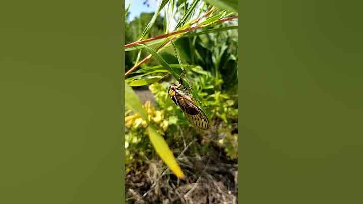 Sounds of Megatibicen dorsatus, the giant grassland cicada