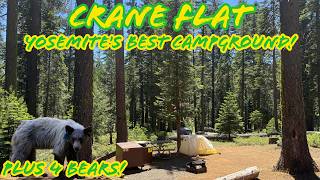 Yosemite’s BEST Campground Crane Flat Review + 4 Bear Sightings! 🐻 🏕️