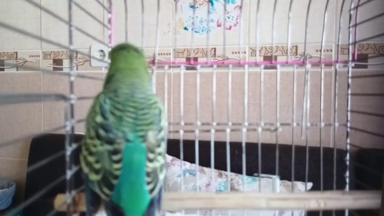 Muhabbet kuşu sesi  24 Saat Canlı  24 Hours of Happiness - Budgie Sounds Live 24/7