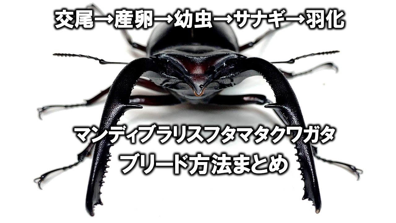 マンディブラリスフタマタクワガタの繁殖方法まとめ（くろねこ