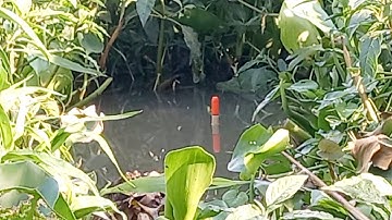 câu cá// điểm câu cá ổ giật đã tay