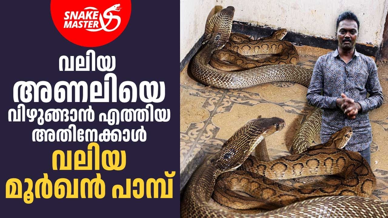 വലിയ അണലിയെ വിഴുങ്ങാൻ ഭീമൻ മൂർഖൻ പാമ്പ് | Vava Suresh | Snakemaster 1123