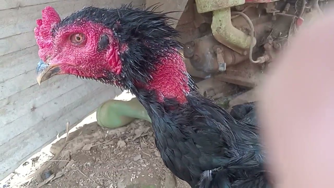 Gà chọi hoa sơn đây 