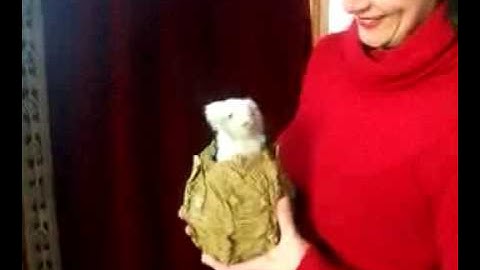 Rabbit in a Cabbage Automaton