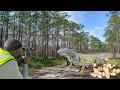 Catch and Cook iguana Egg Curry! Florida Air Rifle iguana Hunting!