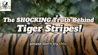 The SHOCKING Truth Behind Tiger Stripes! 🤯🐅🐅🐅