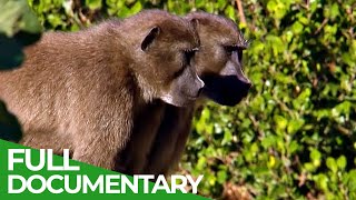 The Last Baboons of the Table Mountain | Free Documentary Nature
