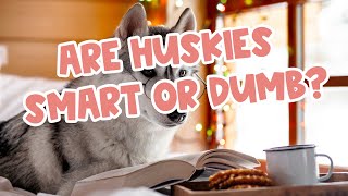Are Huskies Smart or Dumb? 🤔