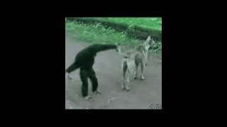 Monkey teases to dog😉🤣🤣😁😁😁Monkey tesses to dog😉🤣🤣😁😁😁 Animal lover