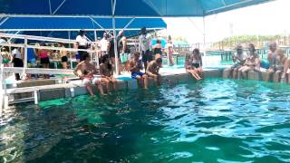 Dolphin Encounter- 2015 Nassau Bahamas
