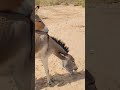 Donkey Reaction 😀 #shorts #viral #trending #animals