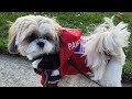 Shih Tzu Excited Walking Shopping Mall for the First Time