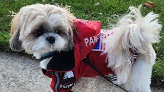 Shih Tzu Excited Walking Shopping Mall for the First Time