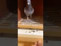 Are You Feeding Your Racing Pigeons the Wrong Mix? Watch This! 👇#PigeonNutrition #LoftManagement