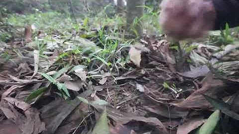 Cận cảnh nông dân hái “lộc trời”, thu về tiền triệu mỗi đêm