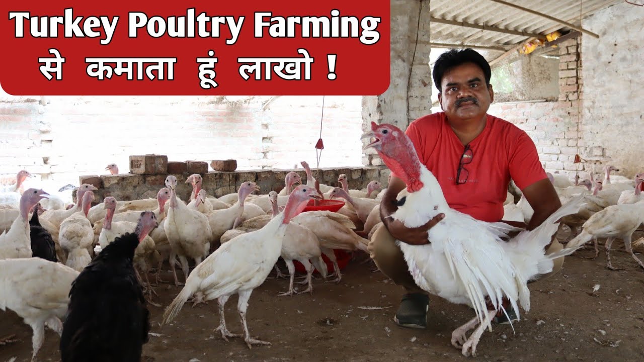 13 साल से कर रहे हैं टर्की पालन | Turkey Murgi Farm | Turkey Poultry Farming | Turkey Bird Farming