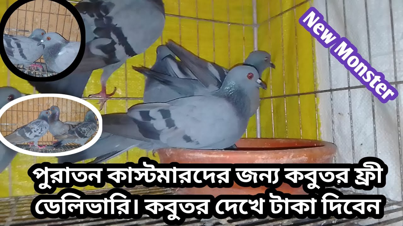 সুপার কোয়ালিটি অরিজিনাল জালালি কবুতর বিক্রি করা হবে |০১৫৭৬৬১৭২৬৮|