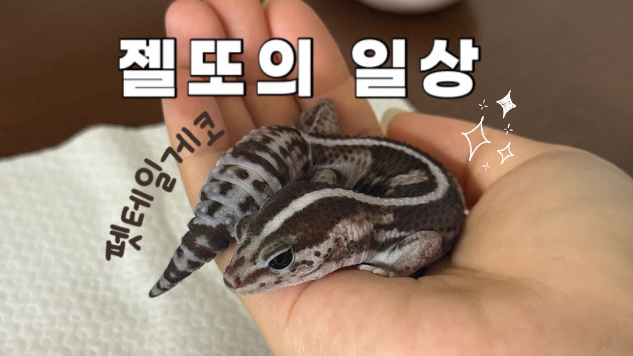 먹고 자는 펫테일게코 젤또의 일상 ep.14
