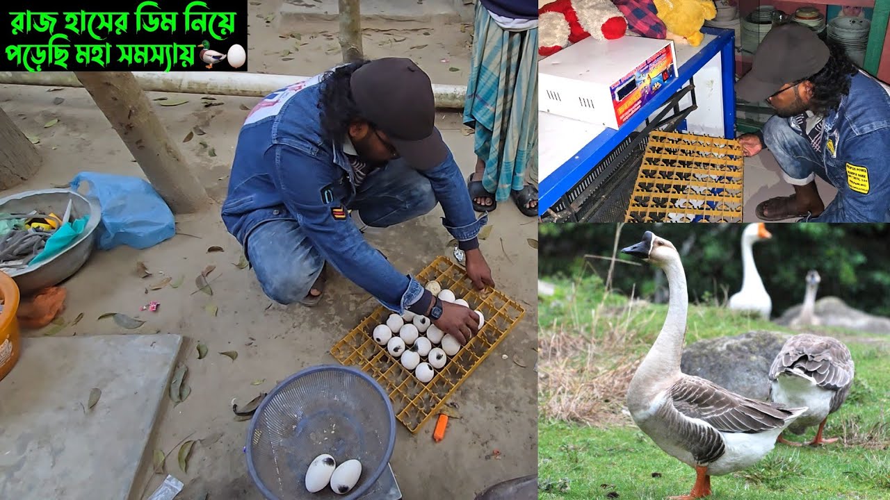 রাজ হাঁসের ডিম নিয়ে পড়েছি মহা সমস্যায়। 🦆🥚