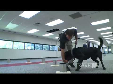 K9 training in explosive detection