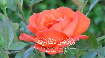 {وربك يخلق ما يشاء} للقارئ عمر الدريويز