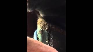 Atlarda Çatlat Tırnak Resimi