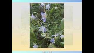 Mountaintop Vows Wedding Slideshow