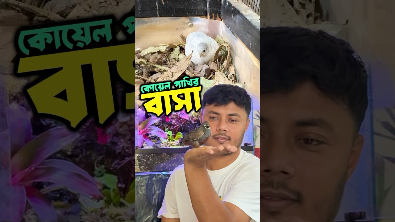 King Quail/কিং কুয়েল