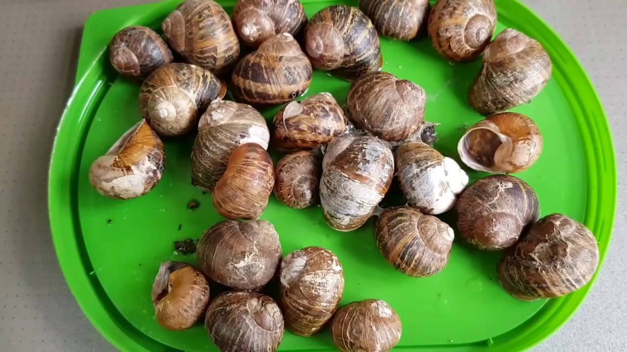 Poetic Justice Snails in the Worm Bin YouTube