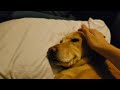 Waking up a thankful doggo having a nightmare