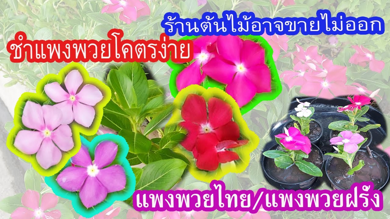 ปักชำแพงพวยโคตรง่าย ไม่ง้อร้านต้นไม้อีกต่อไป