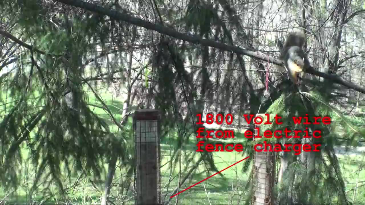 Another squirrel shocker YouTube