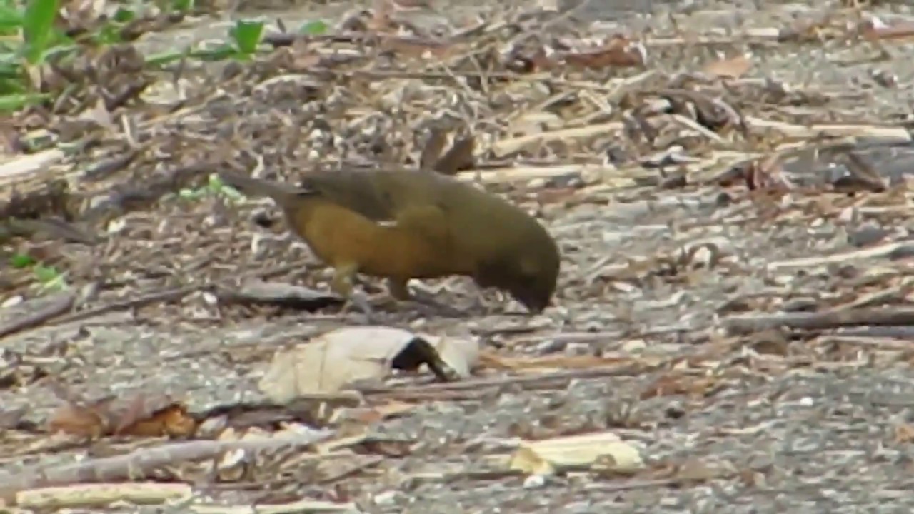 Thick-billed Seed-Finch 