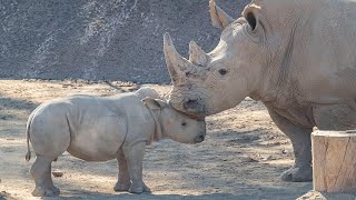 Helene Crashes the Party  Rhino Calf Edward Meets Another Rhino for 1st Time