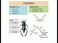 #External_Character_of_a_typical_Insect#कीटों की बाहरी पहचान के बारे में जानें