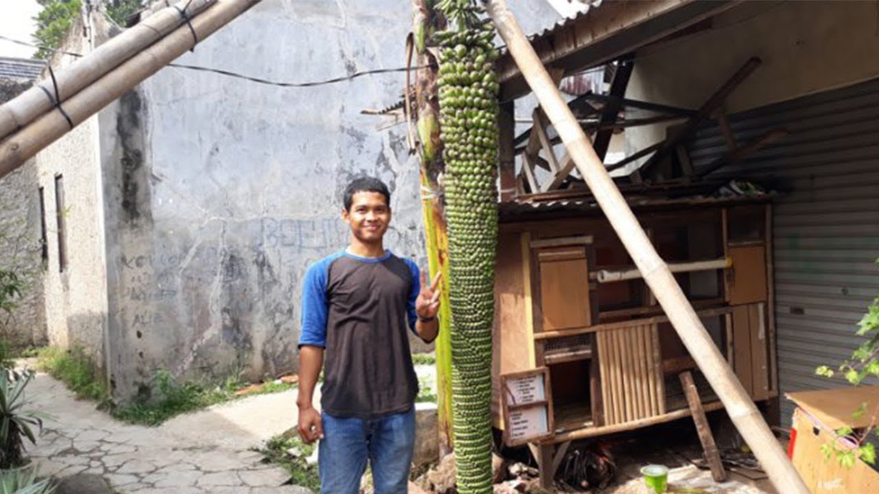 Unik Baru Ditanam 3 Bulan Pohon Pisang Ini Berbuah Seribu Youtube