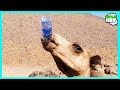 Esta Es La Cantidad De Agua Que Toma Un Camello - 15 Cosas Que No Sabias #1 - 100%JC