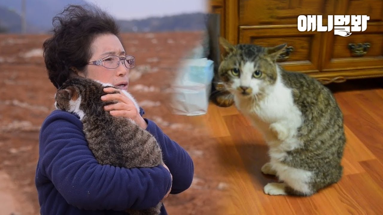 나의 고양이가 두 다리가 사라진 채 돌아왔다ㅣMy Cat Came Back Home With Two Legs Missing YouTube