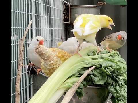 Canary Doesn't Share Food! | Canaries and Zebra Finches